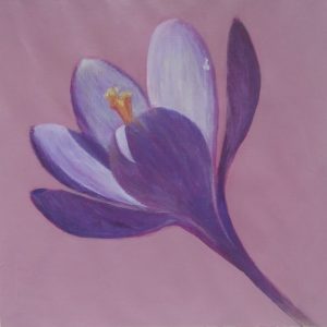 Crocus