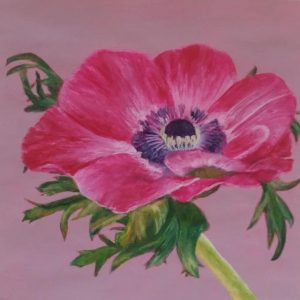 anemone