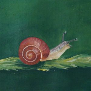 snail