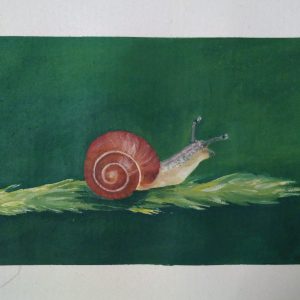 snail_sketchbook